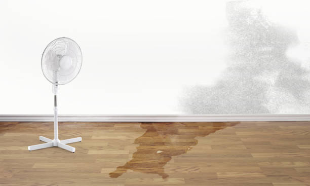 Best Professional water damage repair  in Hallstead, PA